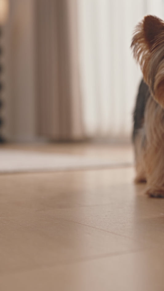 Interactive Small Pet Ball with Chirping Sounds